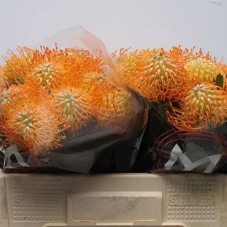 Leucospermum Soleil