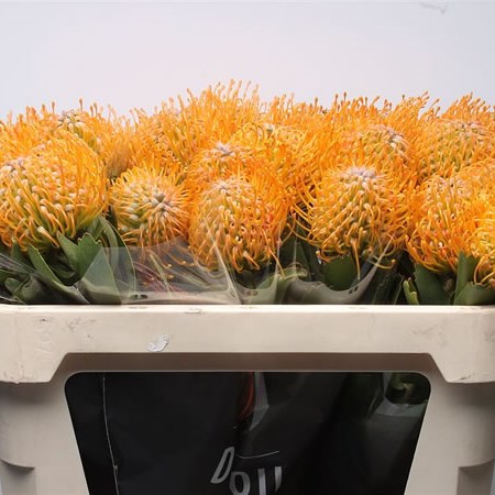 Leucospermum Soleil
