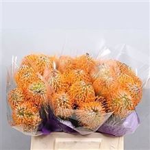 Leucospermum Soleil