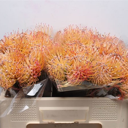 Leucospermum Spider