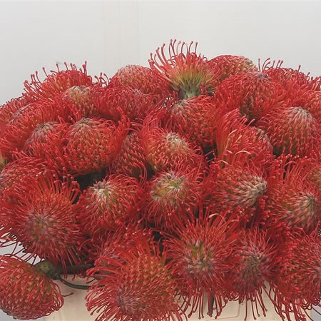 Leucospermum Succession