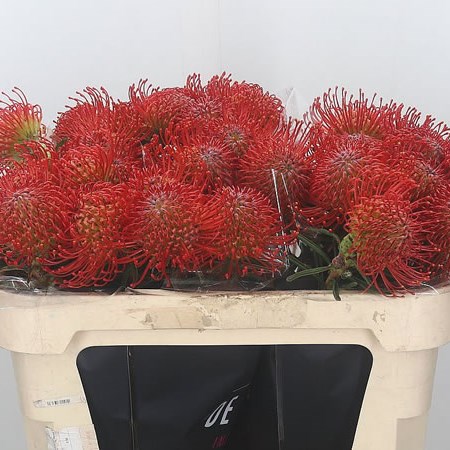 Leucospermum Succession