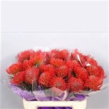 Leucospermum Succession