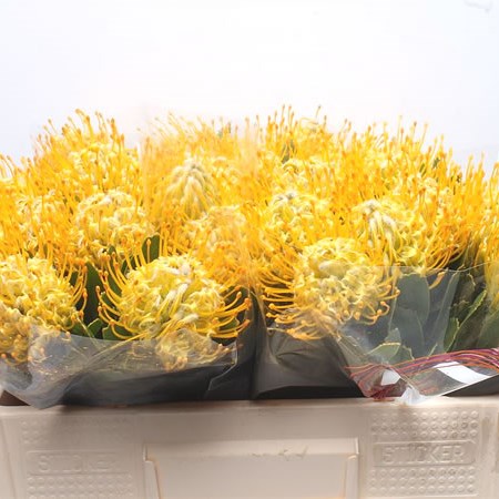 Leucospermum Sunbird