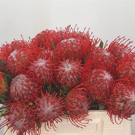 Leucospermum Tango