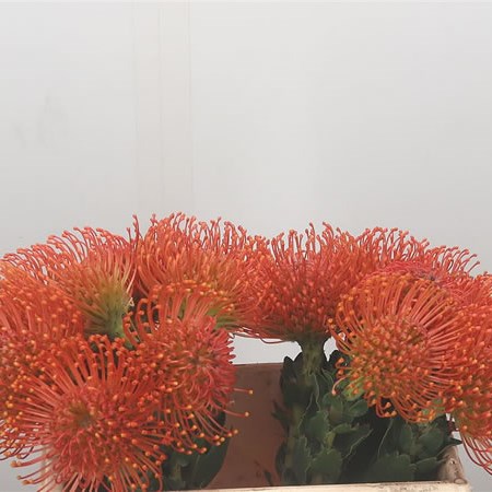 Leucospermum Themba