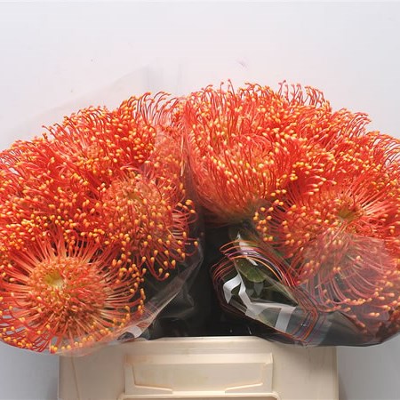 Leucospermum Vlam