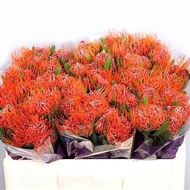 Leucospermum saxosum