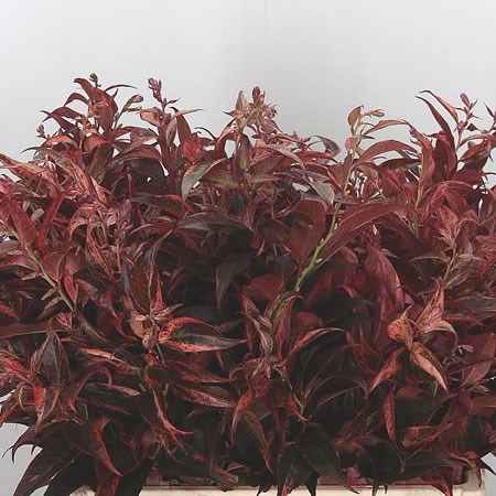 Leucothoe Dyed Red