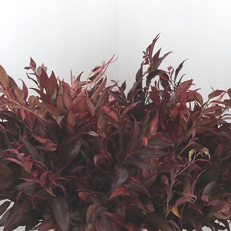 Leucothoe Dyed Red