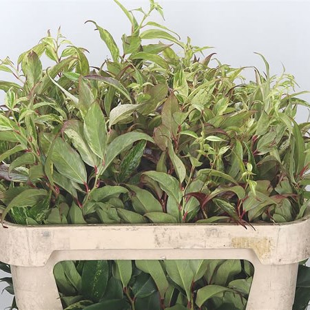 Leucothoe Rainbow