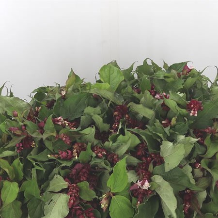 Leycester Formosa Purple Rain