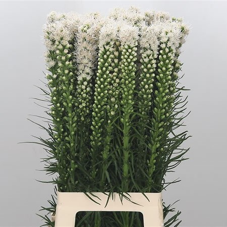 Liatris Alba (Extra)