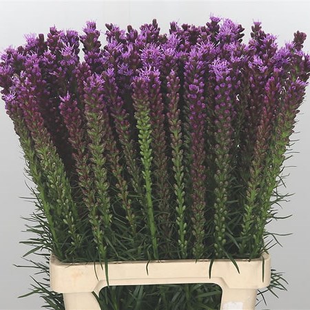Liatris Spicata