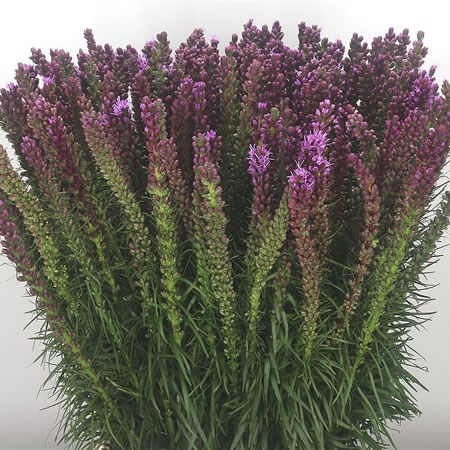 Liatris Spicata
