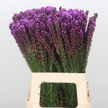 Liatris Spicata Callilepis