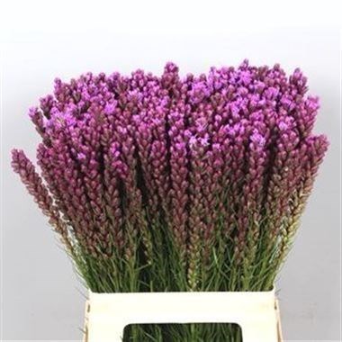 Liatris Spicata Callilepis