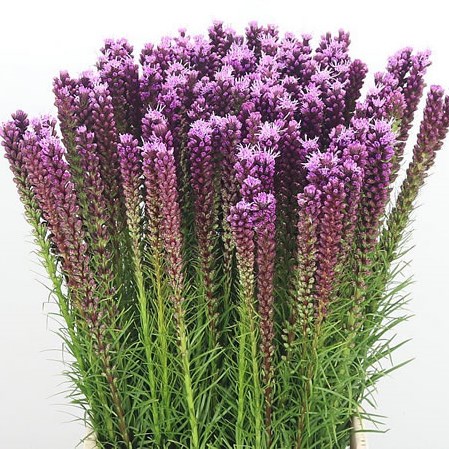Liatris Spicata Callilepis
