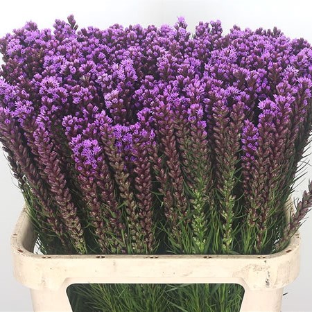 Liatris Spicata Callilepis