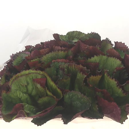 Ligularia Leaves
