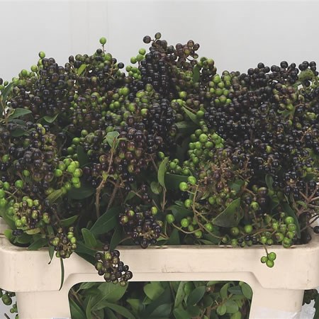 Ligustrum (Black Berry)