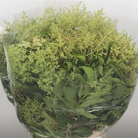 Ligustrum Green Berries