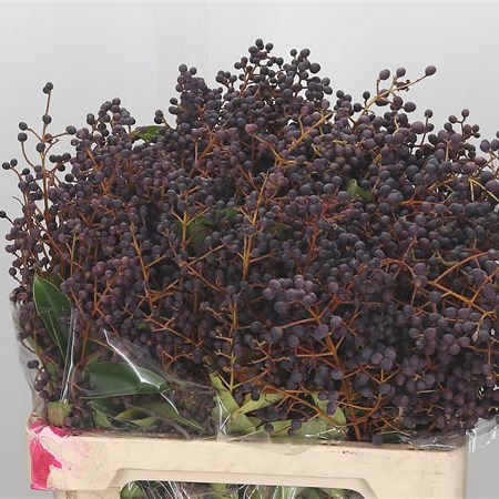 Ligustrum in Berry