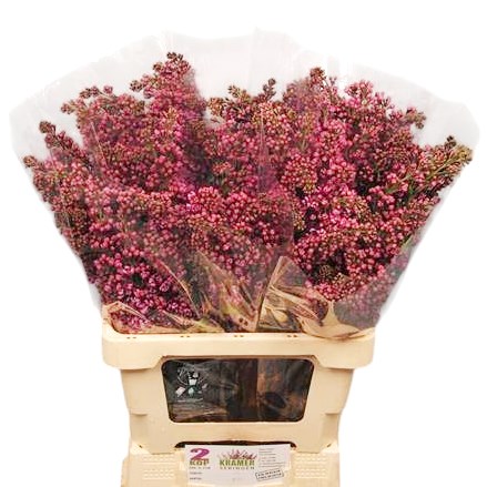 Lilacs Andenken Ludwig Spaeth