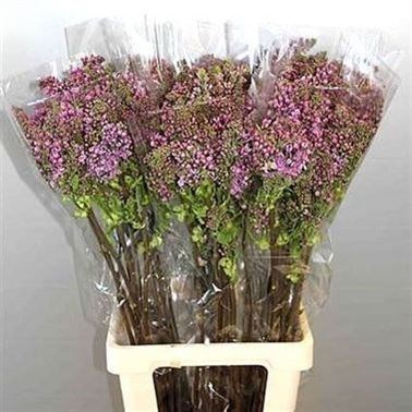 Lilacs Dark Koster