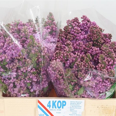 Lilacs Herman Eilers