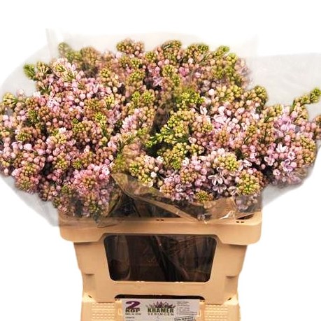 Lilacs Lila Wonder