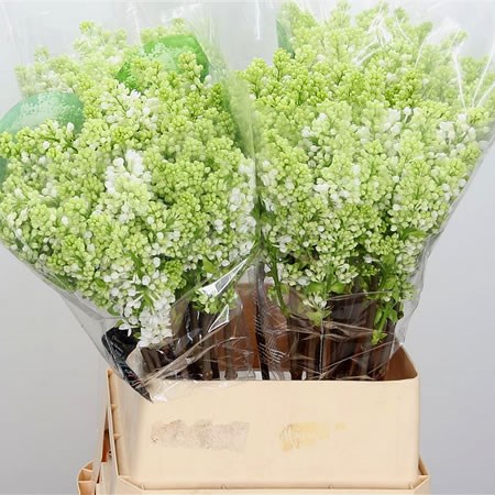 Lilacs Madame Florent Stepman