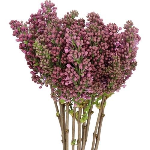 Lilacs Ruhm Von Horstenstein