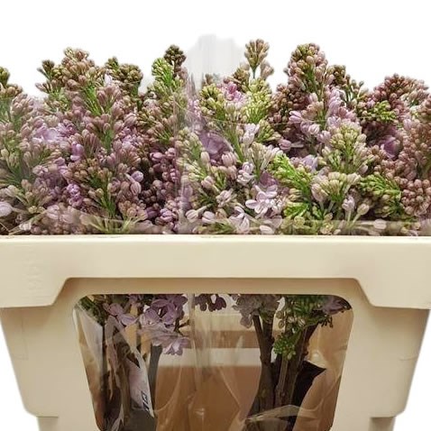 Lilacs Vulg Romance