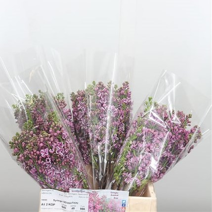 Lilacs Vulg Sensation