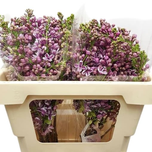 Lilacs Vulg Sensation