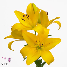 Lily La. Yellow Diamond