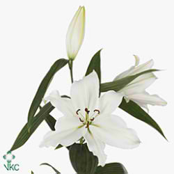 Lily Oriental - Ariosto