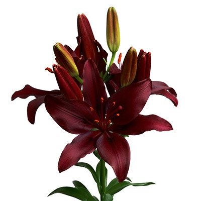 Lily Asiatic Dark Secret