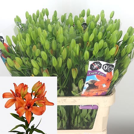 Lily Asiatic Eagle Eye