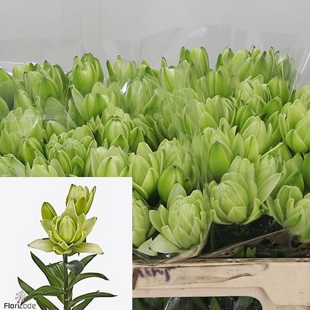 Lily Asiatic Mistery Dream