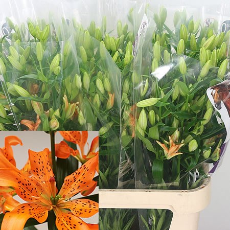 Lily Asiatic Must See Orange