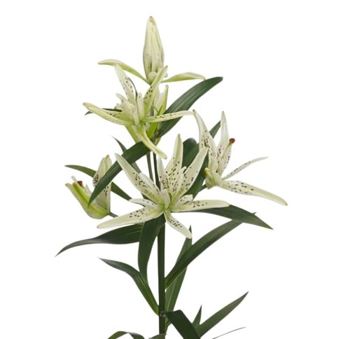 Lily Asiatic Must See White