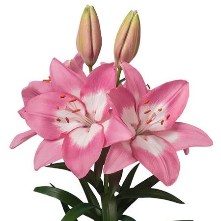 Lily Asiatic Njoyz