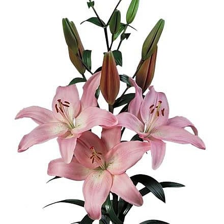 Lily Asiatic Renoir