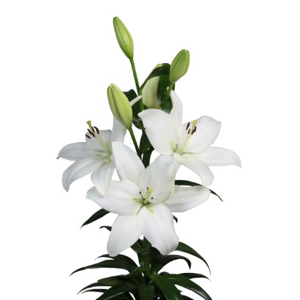 Lily Asiatic Rodengo