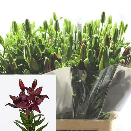 Lily Asiatic Secret Kiss
