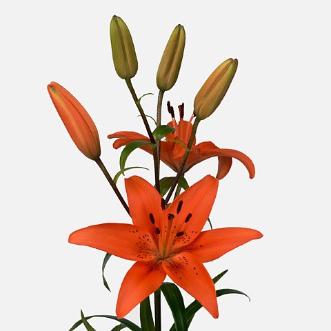 Lily Asiatic Tresor