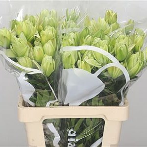 Lily Asiatic White Arrow