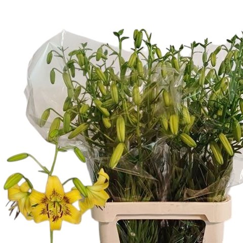 Lily Asiatic Yellow Bruse